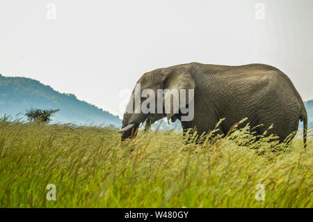 Un giovane isolato musth pascolo di elefante in erba alta in una riserva naturale in Africa Foto Stock