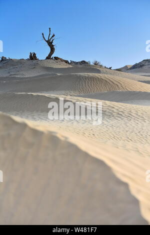 Deserto secco pioppo-populus eupratica alberi-luce diffusa dell'alba. Deserto Di Taklamakan-Xinjiang-Cina-0348 Foto Stock