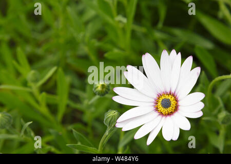 Capo Bianco fiore a margherita, Osteospermum, con fogliame verde e un sacco di spazio per il testo, ideale per un modello di progettazione o di sfondo Foto Stock