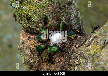 Giugno bug e un fly festa sulla struttura di schiumatura sap da un malato albero mimosa nel sud-ovest del Missouri. A volte chiamato flusso di fango. Bokeh di fondo. Foto Stock