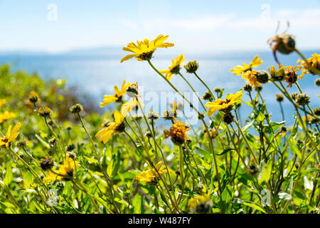 Primo piano della costa girasoli, Encelia californica - AKA California brittlebush e Bush il Girasole - con vedute dell'Oceano Pacifico e isola Catalina Foto Stock