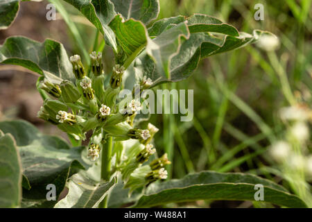 Milkweed Zizotes, un host per la farfalla monarca larve, cresce in secco, terreni ghiaiosi. Foto Stock