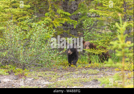 Due American black bear cubs( Ursus americanus), il Parco Nazionale di Banff, Alberta, Canada Foto Stock