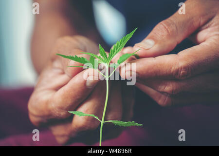 Mano che tiene la marijuana leaf ( Cannabis sativa indica ) Foto Stock
