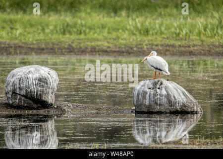 Un bianco American Pelican è arroccata su una roccia a Turnbull Wildlife Refuge in Cheney, Washington. Foto Stock