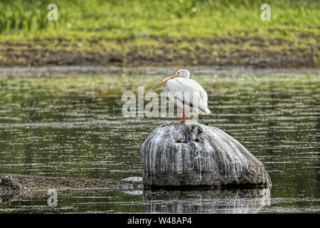 Un bianco American Pelican è arroccata su una roccia a Turnbull Wildlife Refuge in Cheney, Washington. Foto Stock