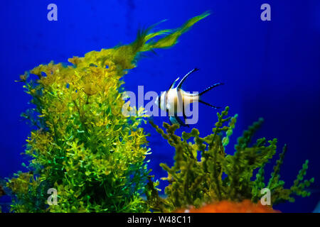 Colorfull aquarium pesci nel buio profondo blu dell'acqua. Foto Stock