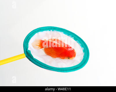 Pesci di acquario scoop netto in forma di cerchio per la cattura del pesce, goldfish in net scoop su sfondo bianco Foto Stock