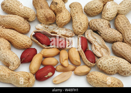 Frutti e semi di arachide, Arachis hypogaea Foto Stock