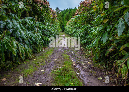 Percorso a piedi in una foresta sull isola Sao Miguel, Azzorre, Portogallo Foto Stock