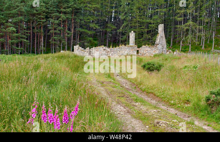 DAVA MODO TRAIL MORAY SCOZIA IN ESTATE BOGENY e abbandonata la rovina di un casale Foto Stock