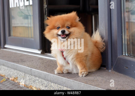 Mannheim, Germania - Luglio 2019: Piccoli fluffy marrone cane di Pomerania in attesa del proprietario nella parte anteriore del negozio ingresso Foto Stock
