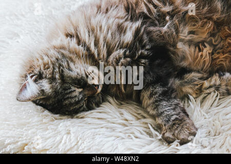 Carino sleeping cat. Grigio kitty prende un pisolino. Il gatto è sdraiato su soffici coperta. Cuteness, concetto di innocenza. Il sonno degli animali, animale nap. Stanco di animali. Awesome animali domestici. Foto Stock