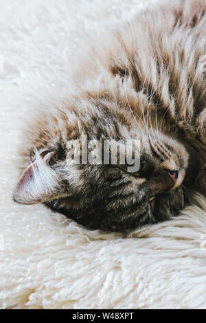 Carino sleeping cat. Grigio kitty prende un pisolino. Il gatto è sdraiato su soffici coperta. Cuteness, concetto di innocenza. Il sonno degli animali, animale nap. Stanco di animali. Awesome animali domestici. Foto Stock