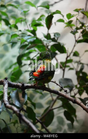 Verde di Uccelli colorati (primaverile Hanging Parrot) Foto Stock