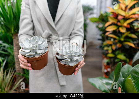 Garden center e fornitore all'ingrosso concetto. Messa a fuoco selettiva su piante succulente in vasi nelle mani della donna. Acquisto di impianti per la casa. Donna sorridente Foto Stock