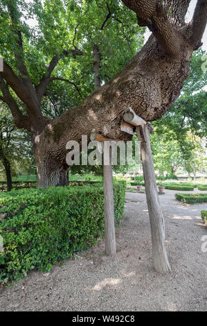 Castello, Firenze, Italia - Luglio 7, 2017: un vecchio di secoli di rovere con pali di supporto, in il giardino formale di Villa La Petraia. Foto Stock