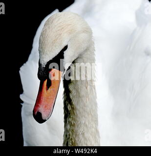 Cigno (Cygnus olor) è un membro della famiglia di uccelli acquatici anatidi. Nativo di molto di Eurasia, denominato mute, è meno vocal rispetto ad altre specie di cigno Foto Stock