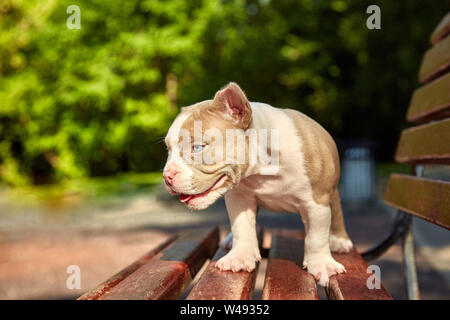 Grazioso cucciolo American Bulli si siede su una panca in legno in fioritura bella multi-colore di alberi in primavera nel parco. Foto Stock