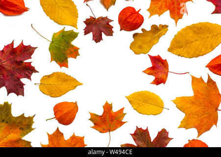 Cornice fatta di colorate Foglie di autunno con fiori physalis isolati su sfondo bianco. vista superiore con spazio di copia Foto Stock