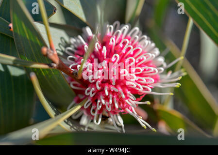 Fioritura di gomma rosso e bianco fiore per attrarre le api Foto Stock