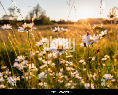 Brixworth, Northamptonshire, Regno Unito: Le margherite di Oxeye (Leucanthemum vulgare) retroilluminate dal sole di setting sono gettate in una luce calda e dorata. Foto Stock