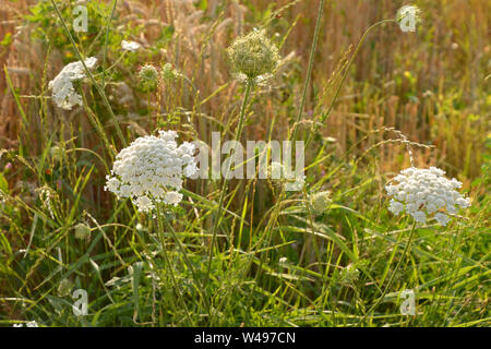 Wild carota pianta con ombrella e fiori, Daucus carota o carota selvatica o di nidificazione degli uccelli o i Vescovi pizzi o queen annes pizzi impianto in luglio Foto Stock