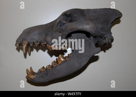 Cranio preistorico di un terribile lupo, Canis dirus, dal Pleistocene 1,8 milioni a 10.000 anni fa. Foto Stock