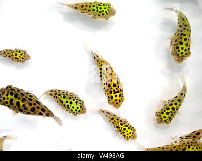 Primo piano gruppo di Green Spotted Puffer fish isolati su sfondo bianco Foto Stock
