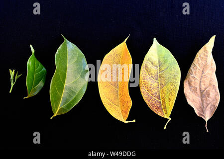 Ciclo di vita di foglie di vite di aglio isolati su sfondo nero. Foto Stock