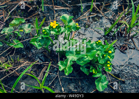 Fiori di colore giallo verde con grandi foglie crescere su terreno paludoso con fango e acqua. Rari i colori verde e marrone erba vecchia cresce intorno ad esso. Foto Stock