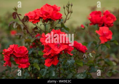 Una boccola con fiori rose rosse e una macchia verde. Un paio di gemme. Messa a fuoco selettiva. Foto Stock