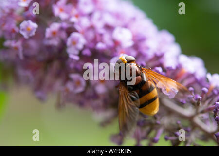 Hoverfly (Volucella Zonaria) raccogliendo il polline. Foto Stock