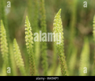 Close up di reseda luteola, noto come dyer's Rocket, dyer di erbaccia, saldare, woold e erbaccia giallo Foto Stock