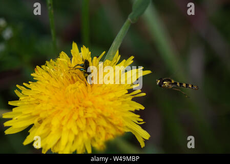 Hoverfly (sphaerophoria interrupta) pronto a terra, con maschio Oedemera Nobilis Beetle. Foto Stock