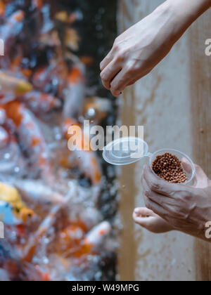 La felicità è la famiglia che si aiutano reciprocamente per alimentare molti fancy carpe Koi nel laghetto del giardino giapponese. La cura degli animali concetto. Foto Stock