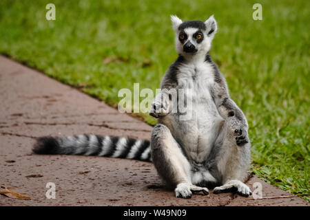 Cool giovani lemure cat, Madagascar Lemur catta Foto Stock