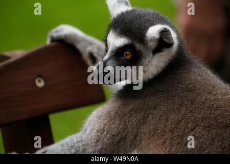 Cool giovani lemure cat, Madagascar Lemur catta Foto Stock