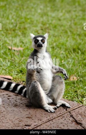 Cool giovani lemure cat, Madagascar Lemur catta Foto Stock