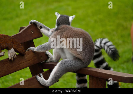 Raffreddare i giovani cat lemur seduta su una panchina, Madagascar Lemur catta Foto Stock