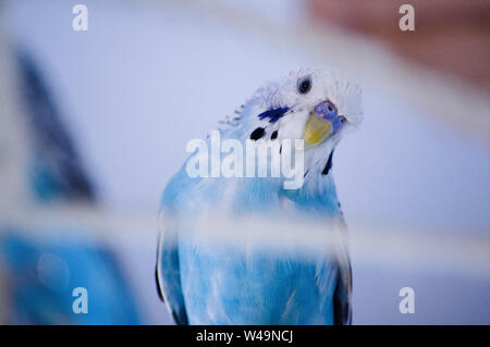 Budgie blu guardando nella telecamera vicino fino Foto Stock