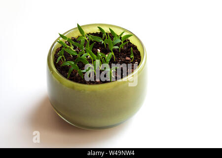 In aumento i giovani peperoncino piantine in verde ciotola di vetro isolato su sfondo bianco Foto Stock