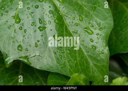 Verde foglie d'edera con gocce d'acqua macro Foto Stock