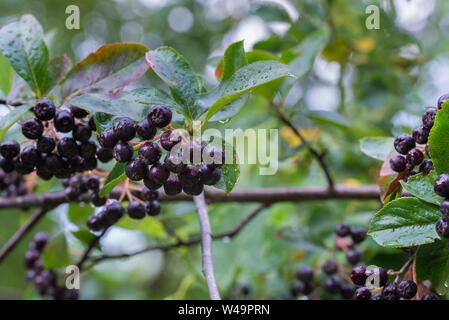 Aronia melanocarpa, NERO bacche chokeberry sul ramo closeup Foto Stock
