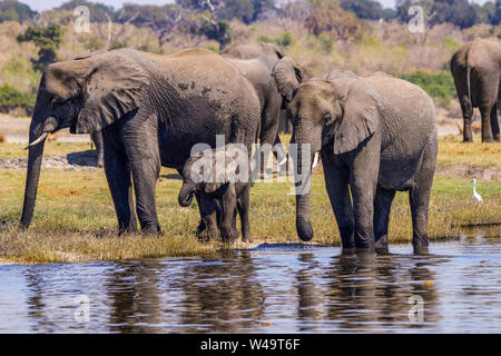 Un paio di elefanti africani adulti e un bambino che cammina nelle acque poco profonde intorno al fiume Chobe, Botswana Foto Stock