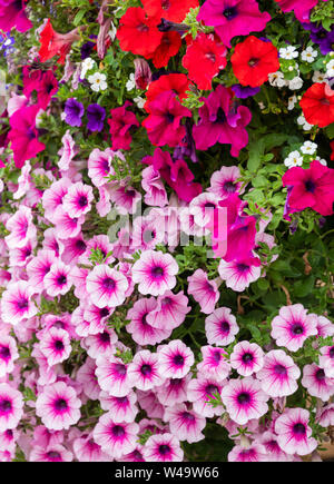 Close up di colorati nelle petunie Foto Stock