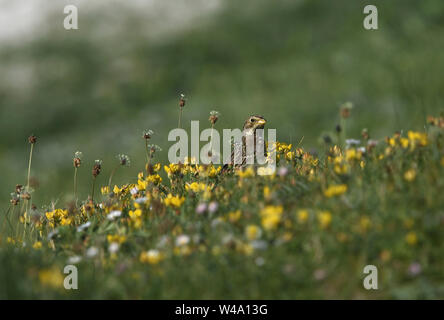 Corn bunting sul machair North Uist Foto Stock