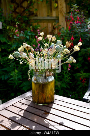 Fiori Secchi display compresa teste di papavero Semi in un vaso all aperto in un giardino Foto Stock