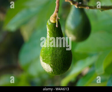 Avocado Luscious appeso da albero come la maturazione Foto Stock