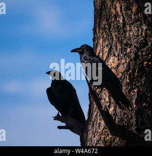 Due corvi appollaiato in un grande albero. La seconda Crow sembra quasi un ombra del primo. Foto Stock